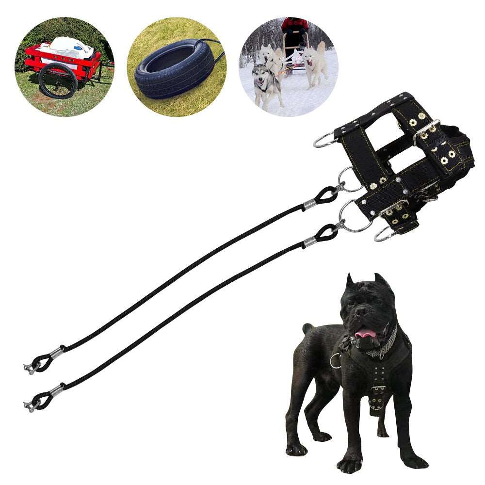 in training dog harness