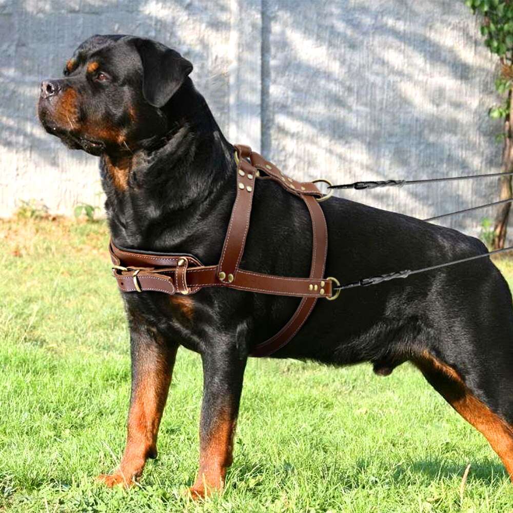 K9 Dog Leather Harness.