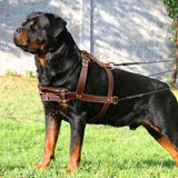 K9 Dog Leather Harness.