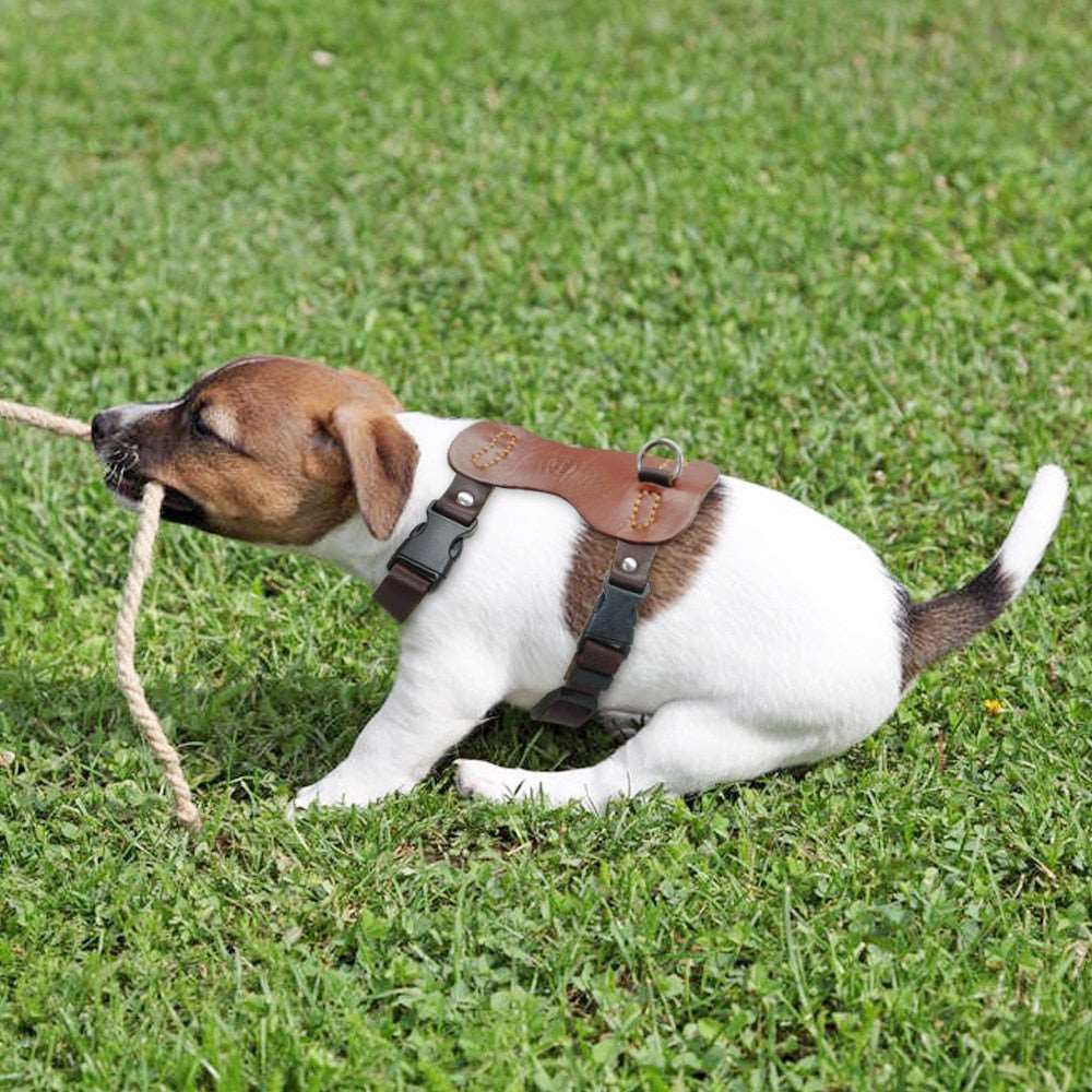 Genuine Leather Dog Harness.