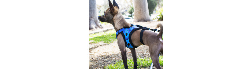 Printed dog harness in park