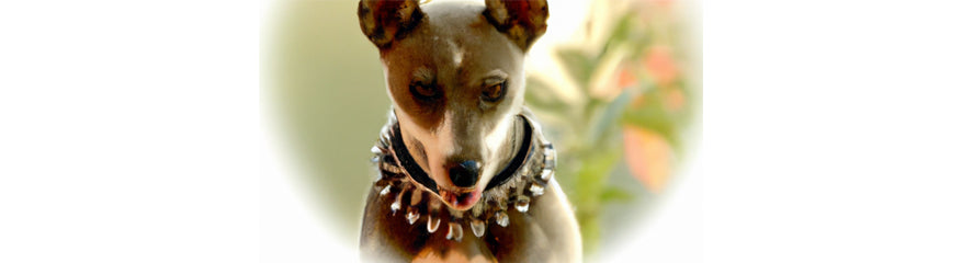 Studded and Spiked Dog Collars on a light background