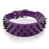 purple spiked dog collar